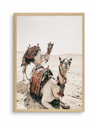 CAMELS IN THE DESERT