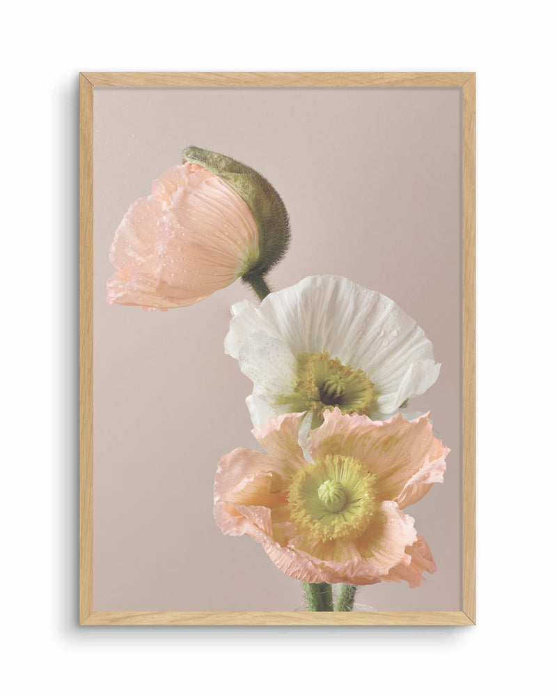 White + Peachy Poppies