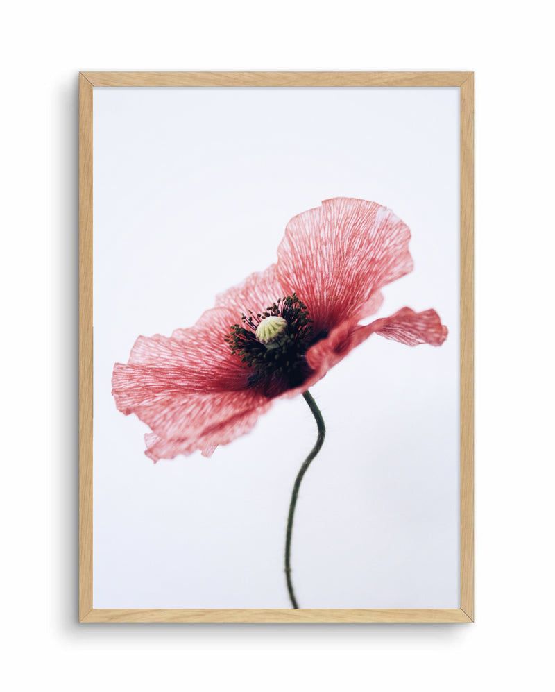 Red Poppy I