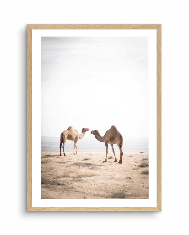 SEA CAMELS