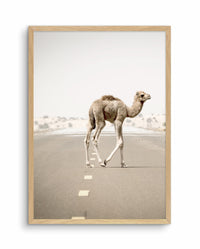 STREET CAMEL