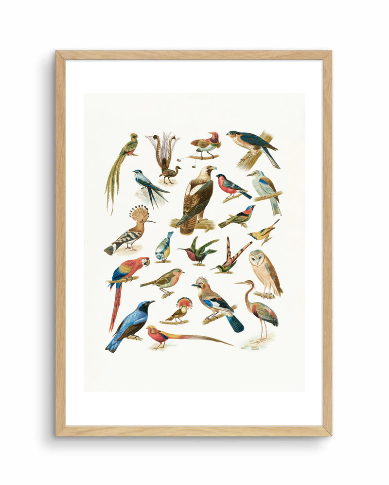 Vintage Birds