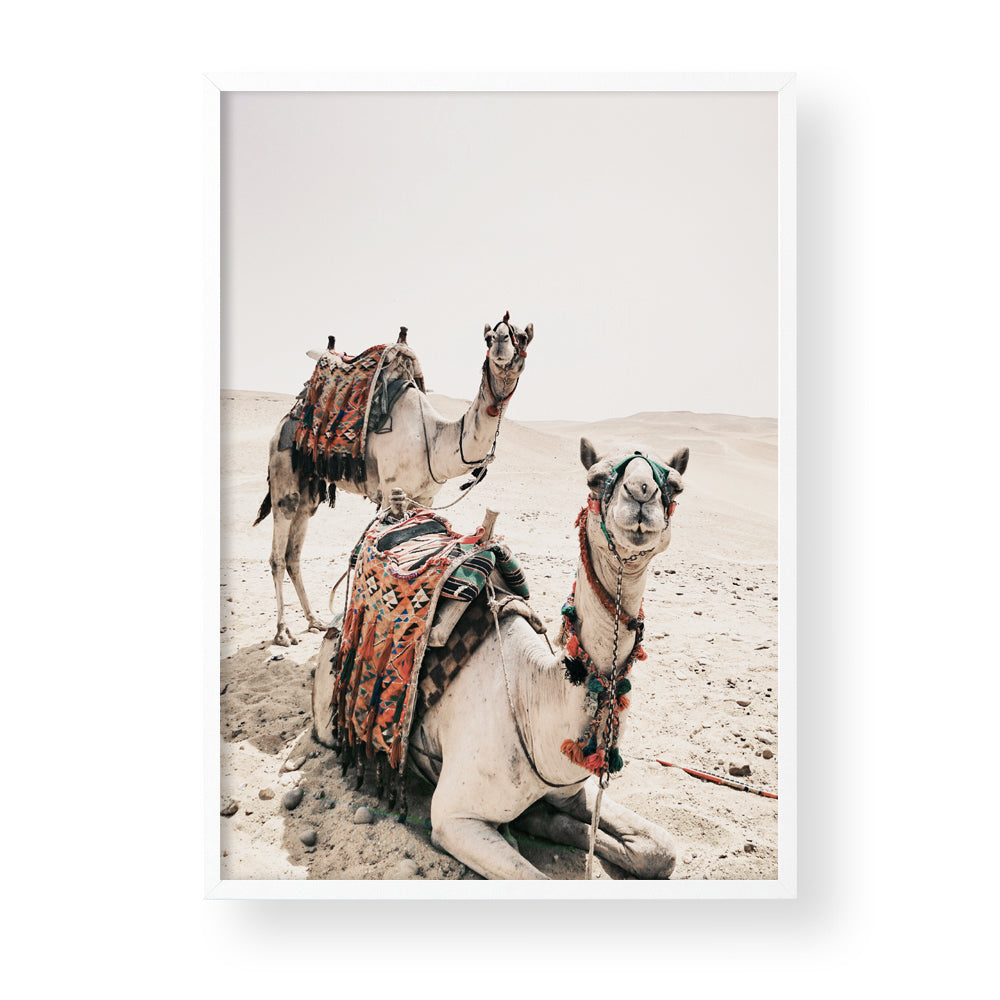 CAMELS IN THE DESERT