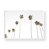 PALM TREES - Landscape