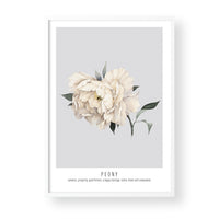 PEONY - GREY