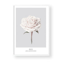 ROSE - GREY