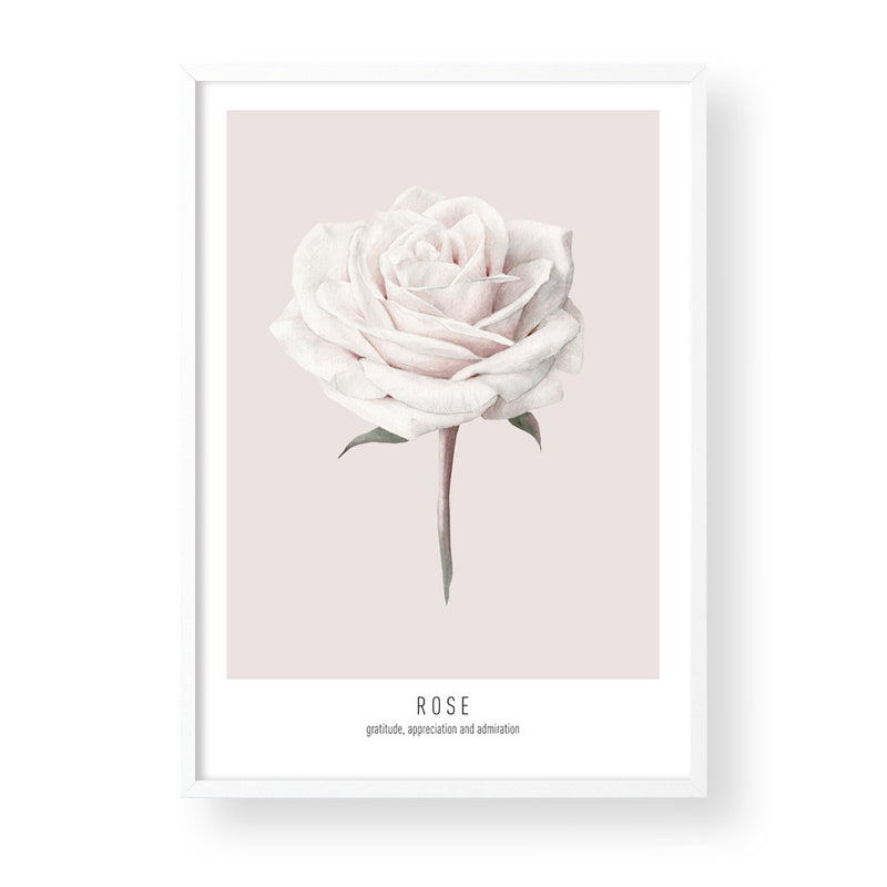 ROSE - PINK