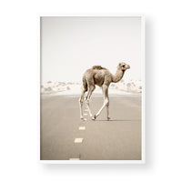 STREET CAMEL